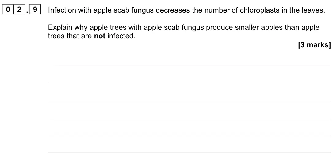 June 2025 Biology Paper 1 Foundation, question 02.9: Infection with apple scab fungus decreases the number of chloroplasts in the leaves. Explain why apple trees with apple scab fungus produce smaller apples than 