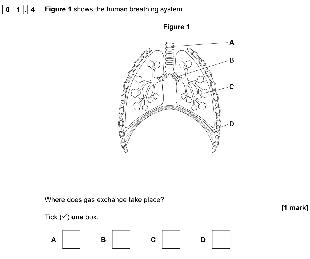 November 2020 Biology Paper 1 Foundation, question 01.4: Figure 1 shows the human breathing system. Figure 1 Where does gas exchange take place? [1 mark] Tick () one box. A B C D
