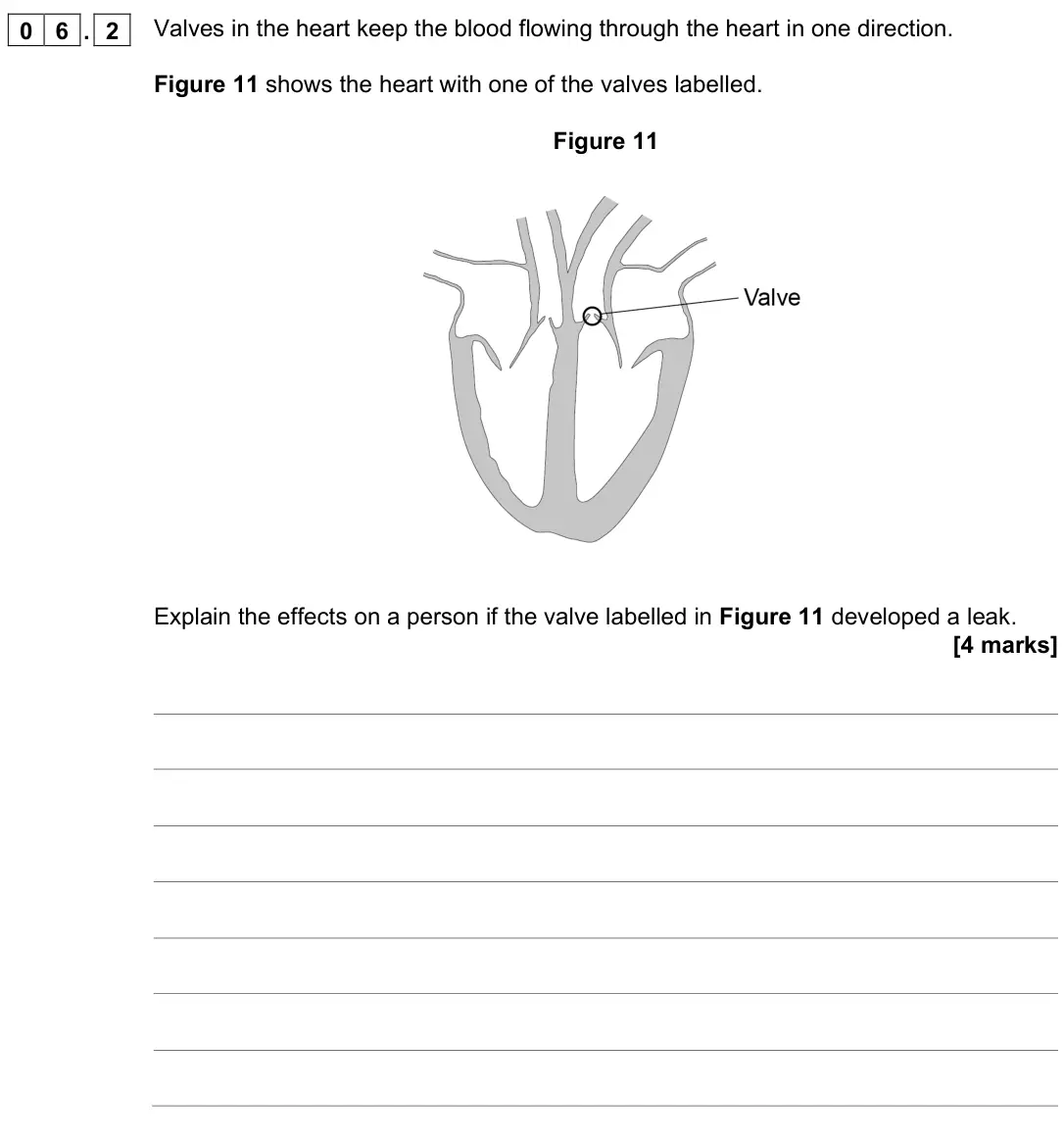 June 2022 Biology Paper 1 Higher, question 06.2: Valves in the heart keep the blood flowing through the heart in one direction. Figure 11 shows the heart with one of the valves labelled. Figure 11 Explain the 