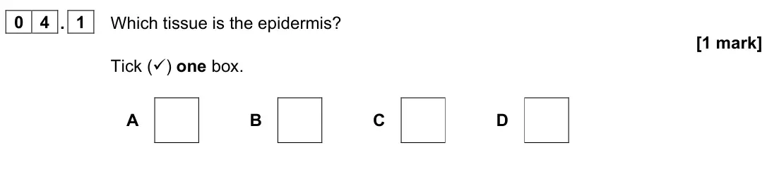 June 2023 Biology Paper 1 Higher, question 04.1: Which tissue is the epidermis? [1 mark] Tick () one box. A B C D