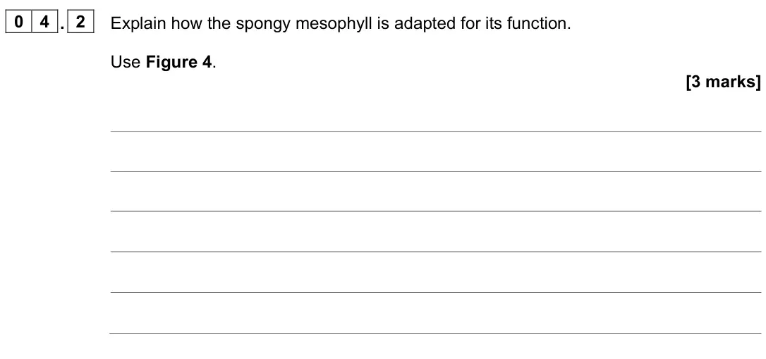 June 2023 Biology Paper 1 Higher, question 04.2: Explain how the spongy mesophyll is adapted for its function. Use Figure 4. [3 marks]
