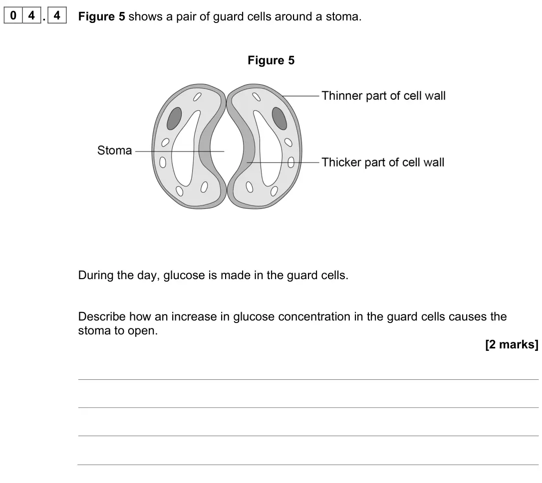 June 2023 Biology Paper 1 Higher, question 04.4: Figure 5 shows a pair of guard cells around a stoma. Figure 5 During the day, glucose is made in the guard cells. Describe how an increase in glucose concentrat