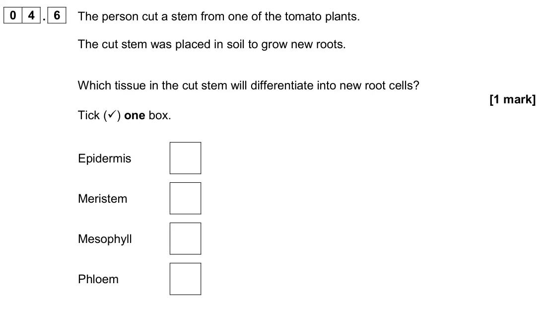 June 2024 Biology Paper 1 Higher, question 04.6: The person cut a stem from one of the tomato plants. The cut stem was placed in soil to grow new roots. Which tissue in the cut stem will differentiate into new
