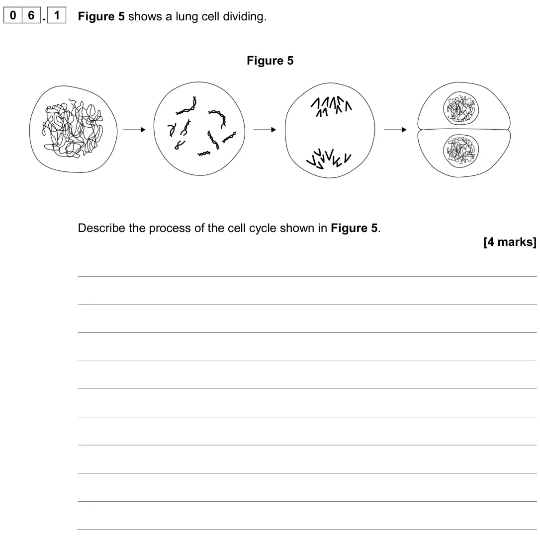 June 2024 Biology Paper 1 Higher, question 06.1: Figure 5 shows a lung cell dividing. Figure 5 Describe the process of the cell cycle shown in Figure 5. [4 marks]