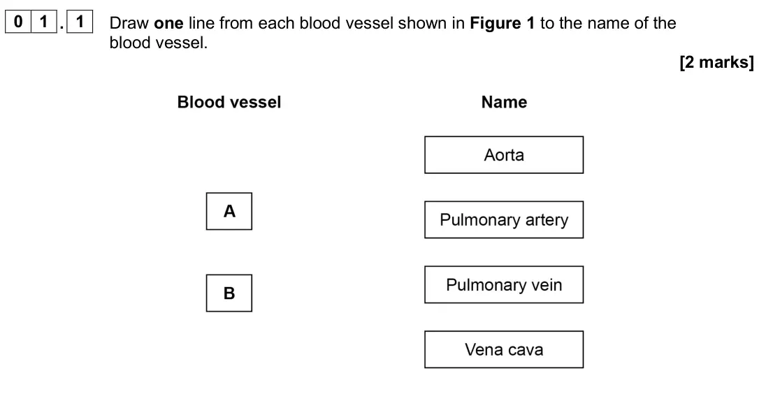 June 2025 Biology Paper 1 Higher, question 01.1: Draw one line from each blood vessel shown in Figure 1 to the name of the blood vessel. [2 marks]
