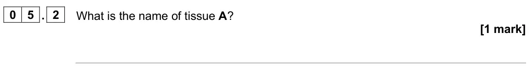 June 2025 Biology Paper 1 Higher, question 05.2: What is the name of tissue A? [1 mark]