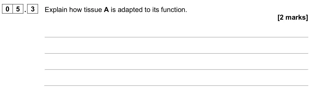 June 2025 Biology Paper 1 Higher, question 05.3: Explain how tissue A is adapted to its function. [2 marks]