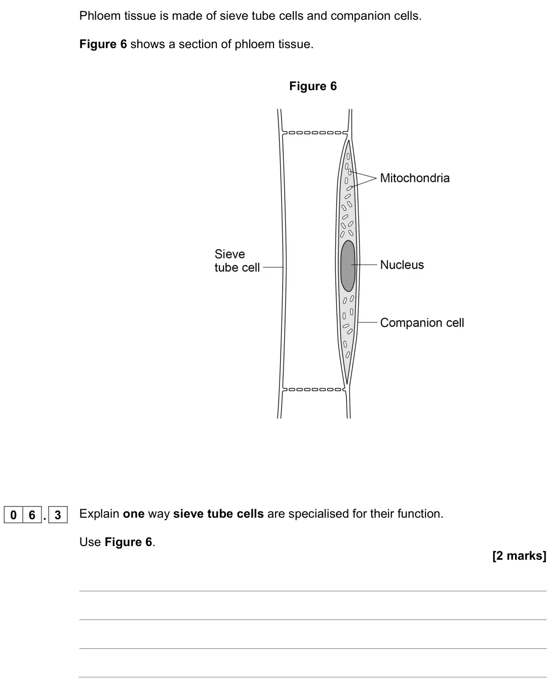 November 2021 Biology Paper 1 Higher, question 06.3: Explain one way sieve tube cells are specialised for their function. Use Figure 6. [2 marks]