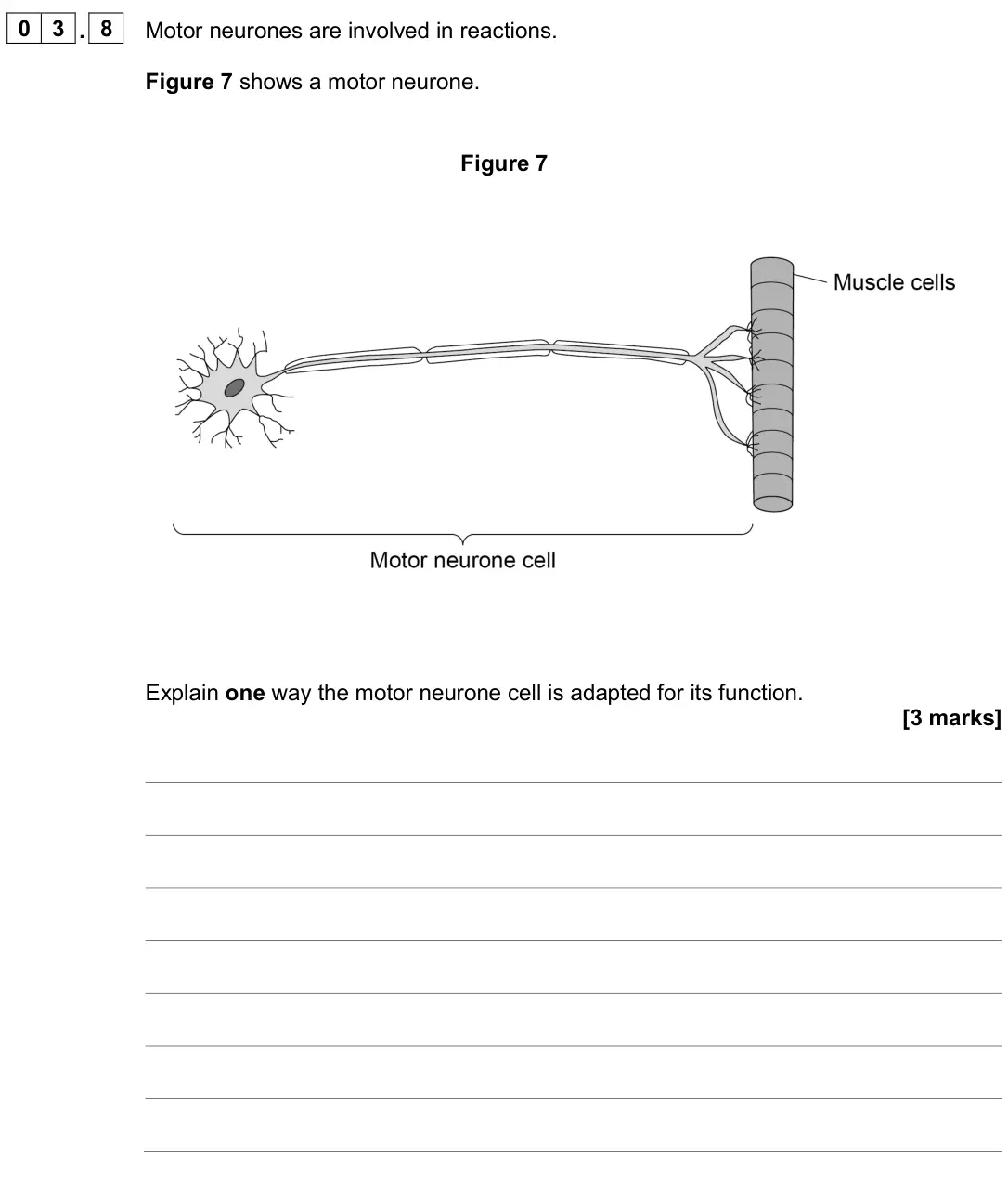June 2024 Biology Paper 2 Foundation, question 03.8: Motor neurones are involved in reactions. Figure 7 shows a motor neurone. Figure 7 Explain one way the motor neurone cell is adapted for its function. [3 marks]