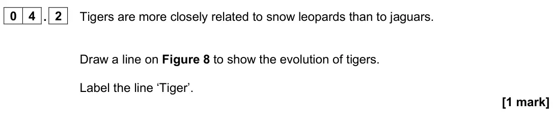 June 2024 Biology Paper 2 Foundation, question 04.2: Tigers are more closely related to snow leopards than to jaguars. Draw a line on Figure 8 to show the evolution of tigers. Label the line ‘Tiger’. [1 mark]