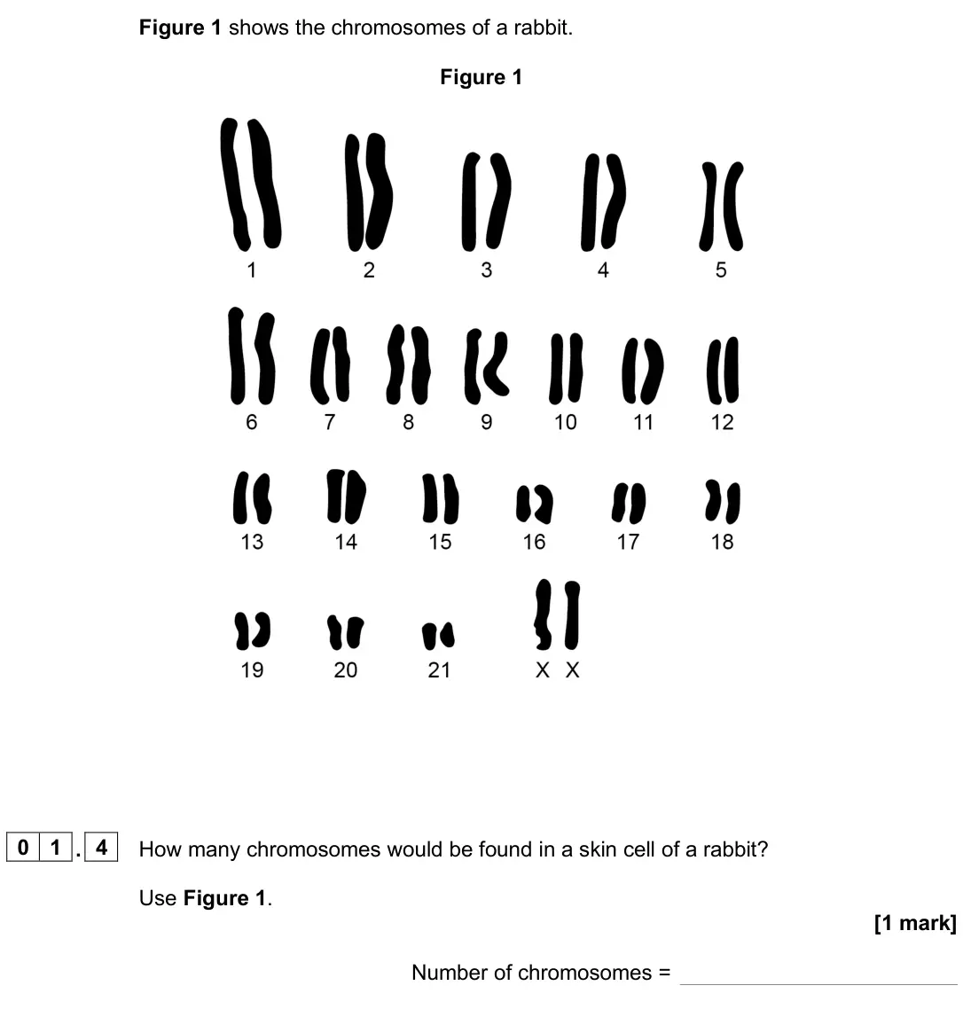 June 2025 Biology Paper 2 Higher, question 01.4: How many chromosomes would be found in a skin cell of a rabbit? Use Figure 1. [1 mark] Number of chromosomes =