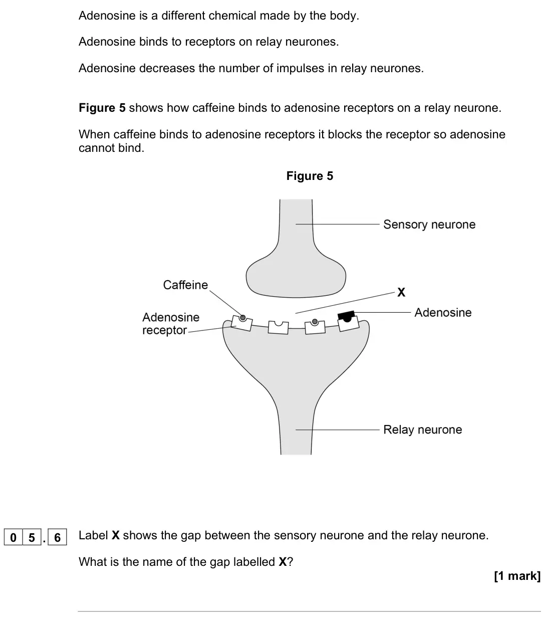 November 2021 Biology Paper 2 Higher, question 05.6: Label X shows the gap between the sensory neurone and the relay neurone. What is the name of the gap labelled X? [1 mark]