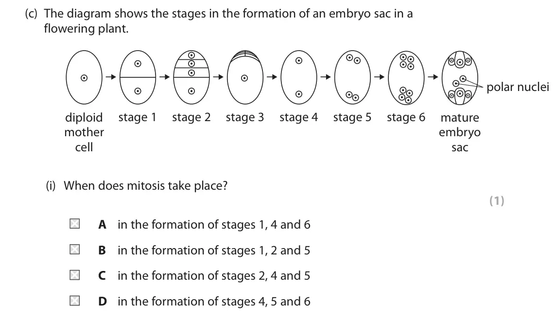 June 2023 AS Paper 1, question 5(c)(i): When does mitosis take place? (1) A in the formation of stages 1, 4 and 6 B in the formation of stages 1, 2 and 5 C in the formation of stages 2, 4 and 5 D in t