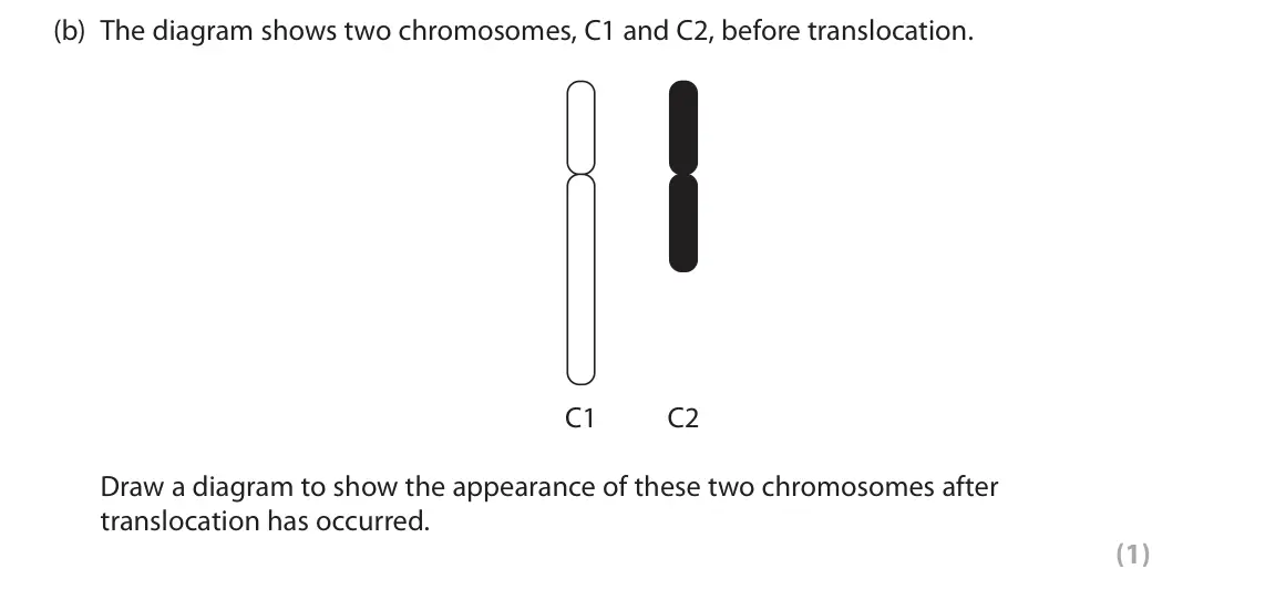 June 2024 AS Paper 1, question 2(b): The diagram shows two chromosomes, C1 and C2, before translocation. C1 C2 Draw a diagram to show the appearance of these two chromosomes after translocation has