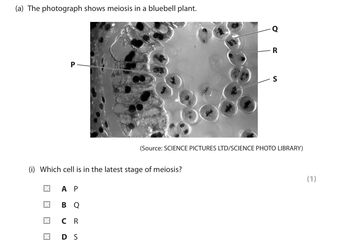 June 2024 AS Paper 1, question 4(a)(i): Which cell is in the latest stage of meiosis? (1) A P B Q C R D S