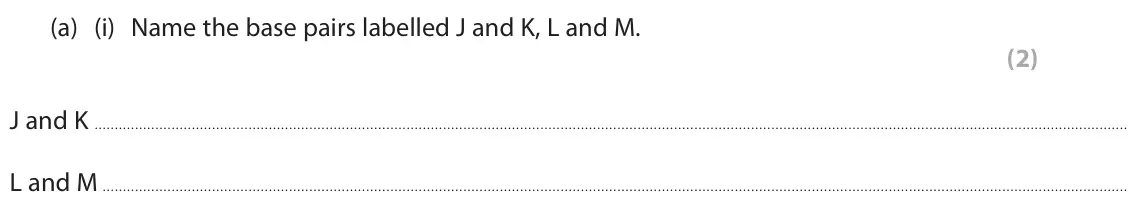 June 2025 AS Paper 1, question 2(a)(i): Name the base pairs labelled J and K, L and M. (2) J and K L and M .