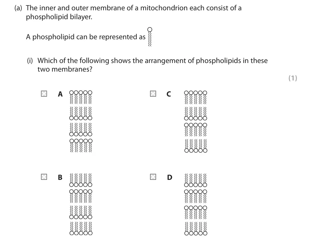 June 2025 AS Paper 1, question 3(a)(i): Which of the following shows the arrangement of phospholipids in these two membranes? (1) A C B D