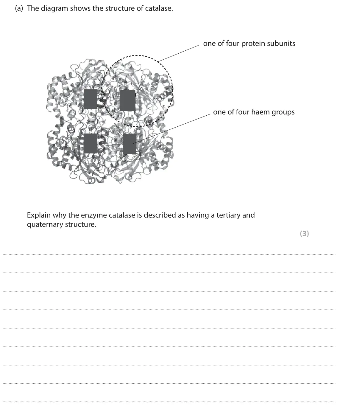 November 2021 AS Paper 1, question 7(a): The diagram shows the structure of catalase. one of four protein subunits one of four haem groups Explain why the enzyme catalase is described as having a terti
