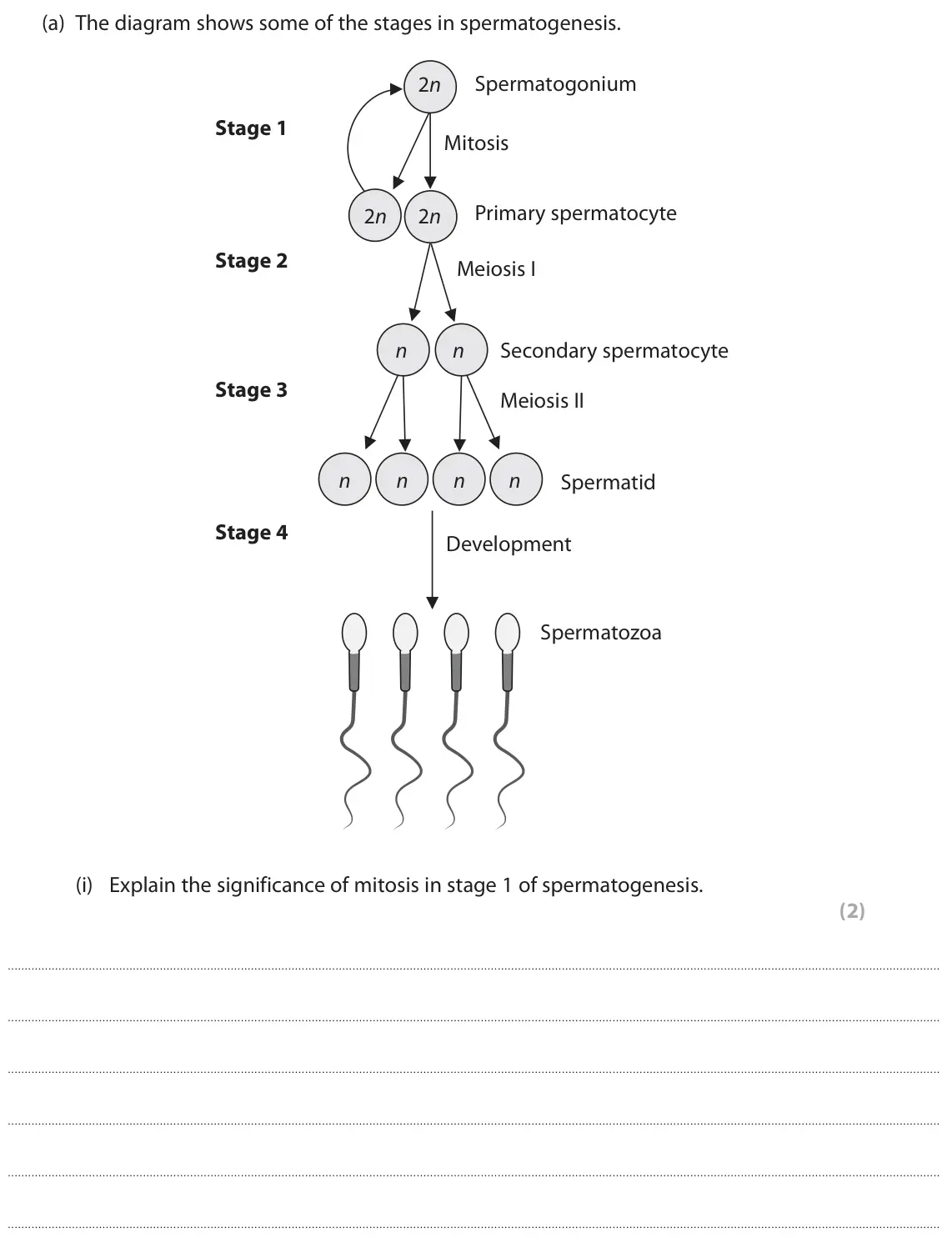 November 2021 AS Paper 1, question 8(a)(i): Explain the significance of mitosis in stage 1 of spermatogenesis. (2)