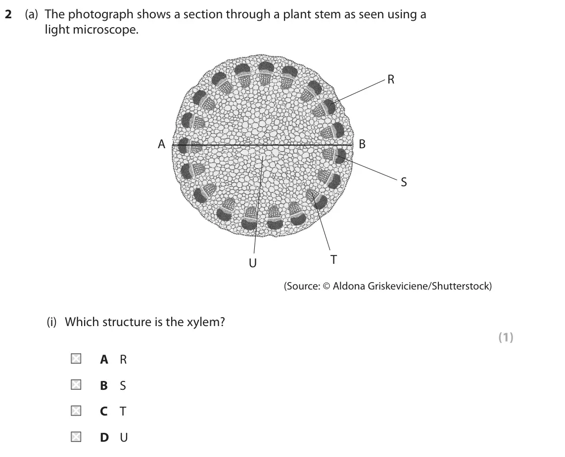 June 2024 AS Paper 2, question 2(a)(i): Which structure is the xylem? (1) A R B S C T D U