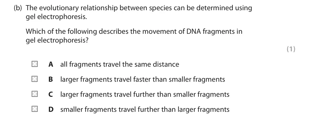 June 2024 AS Paper 2, question 6(b): The evolutionary relationship between species can be determined using gel electrophoresis. Which of the following describes the movement of DNA fragments in gel