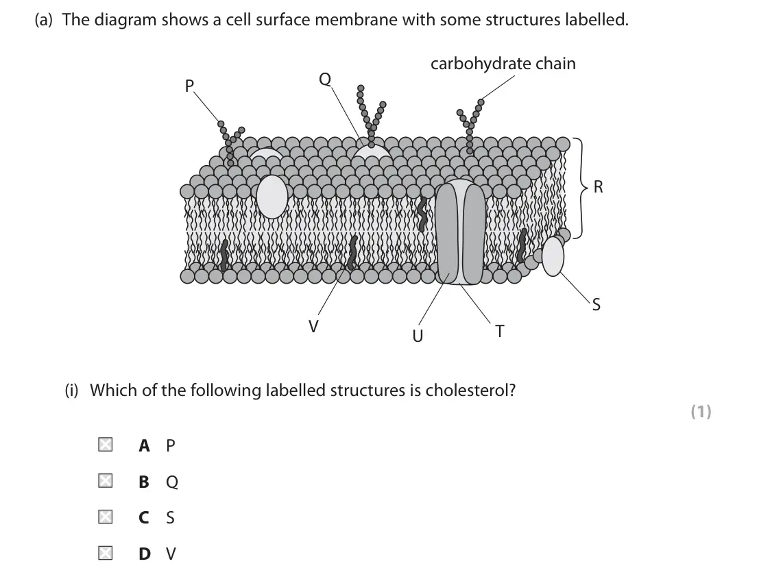 June 2025 AS Paper 2, question 1(a)(i): Which of the following labelled structures is cholesterol? (1) A P B Q C S D V