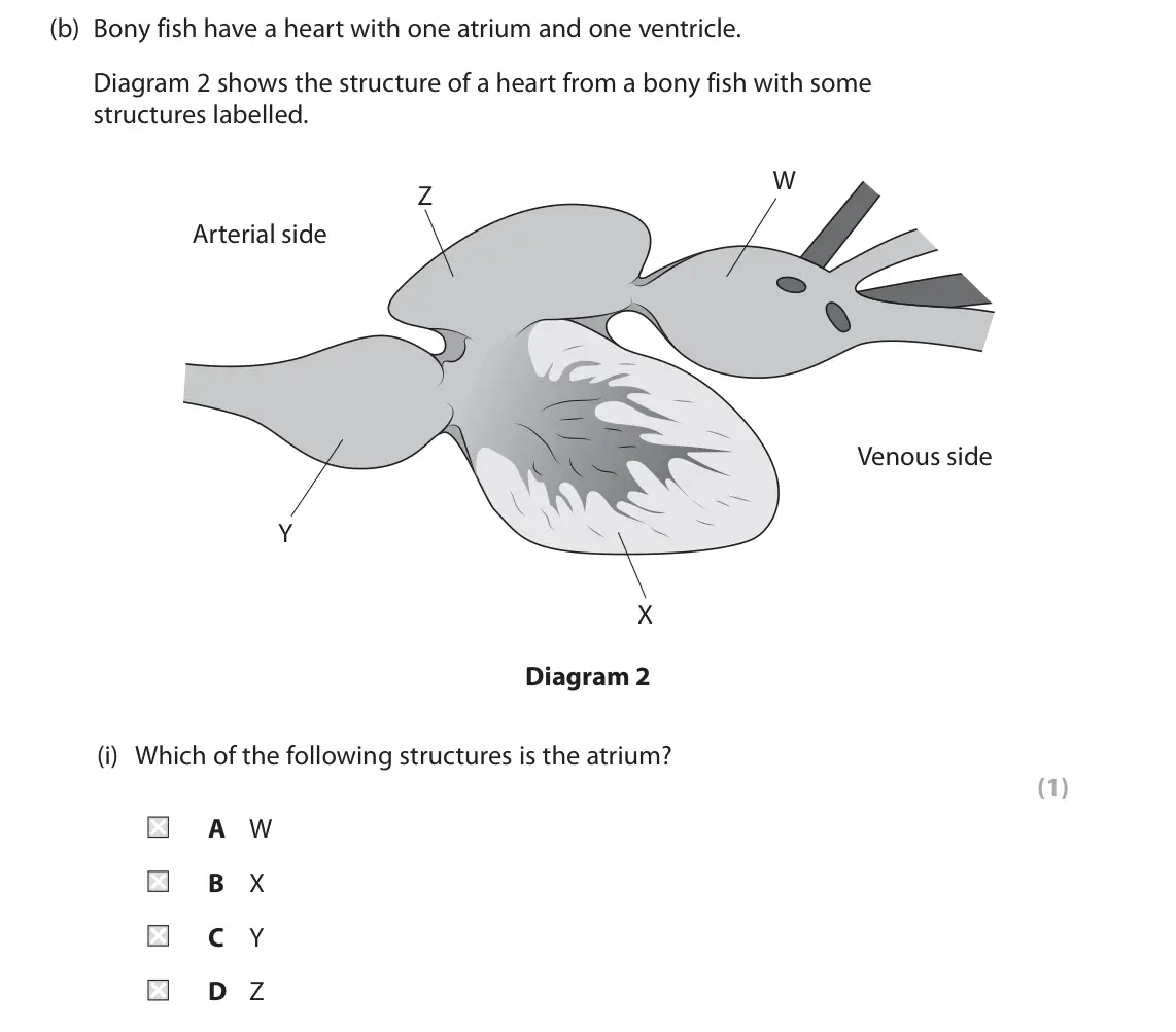 June 2025 AS Paper 2, question 3(b)(i): Which of the following structures is the atrium? (1) A W B X C Y D Z