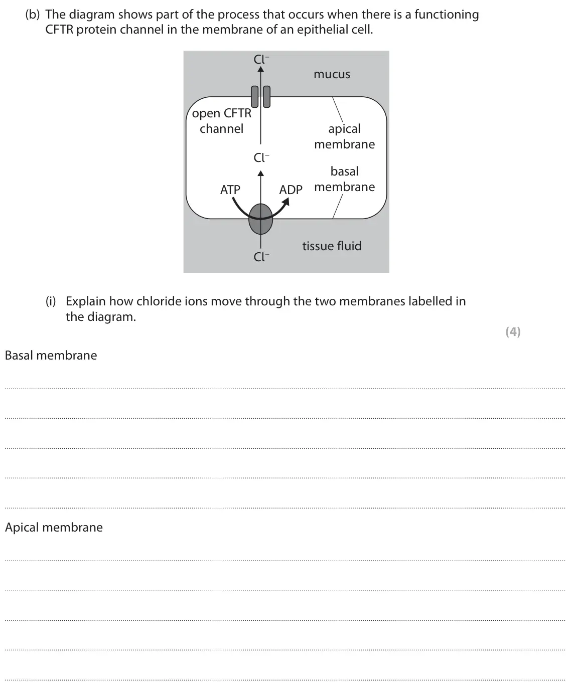 June 2022 AS Paper 1, question 5(b)(i): Explain how chloride ions move through the two membranes labelled in the diagram. (4) Basal membrane Apical membrane