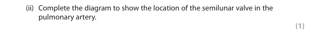 June 2024 AS Paper 1, question 1(a)(ii): Complete the diagram to show the location of the semilunar valve in the pulmonary artery. (1)