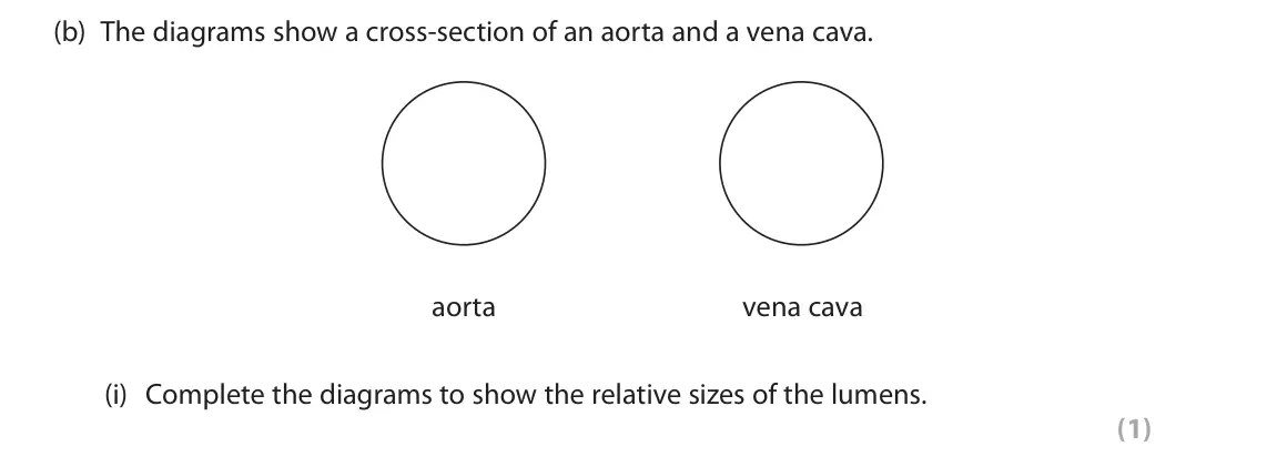 June 2024 AS Paper 1, question 1(b)(i): Complete the diagrams to show the relative sizes of the lumens. (1)