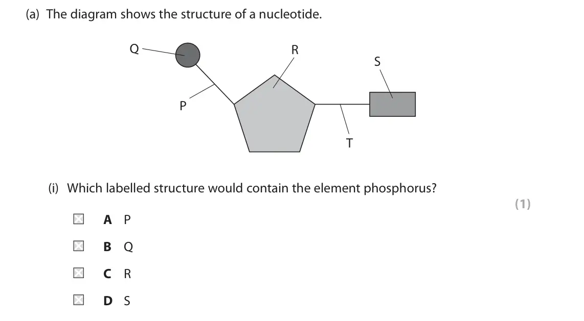 June 2024 AS Paper 1, question 3(a)(i): Which labelled structure would contain the element phosphorus? (1) A P B Q C R D S