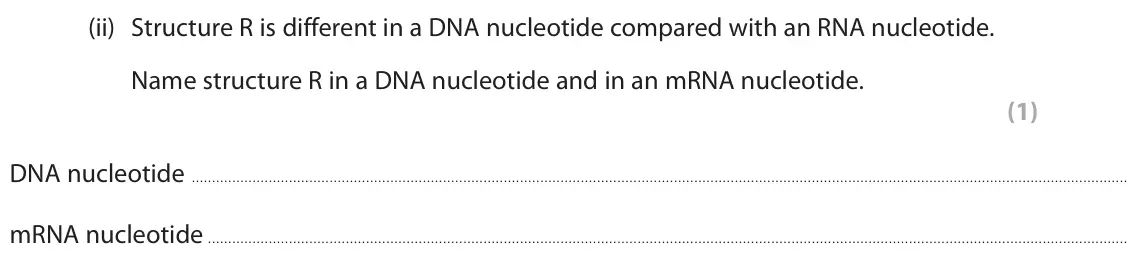 June 2024 AS Paper 1, question 3(a)(ii): Structure R is different in a DNA nucleotide compared with an RNA nucleotide. Name structure R in a DNA nucleotide and in an mRNA nucleotide. (1) DNA nucleotide
