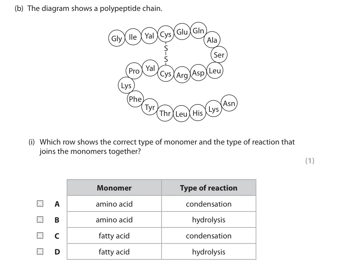 June 2024 AS Paper 1, question 3(b)(i): Which row shows the correct type of monomer and the type of reaction that joins the monomers together? (1) Monomer Type of reaction A amino acid condensation B 