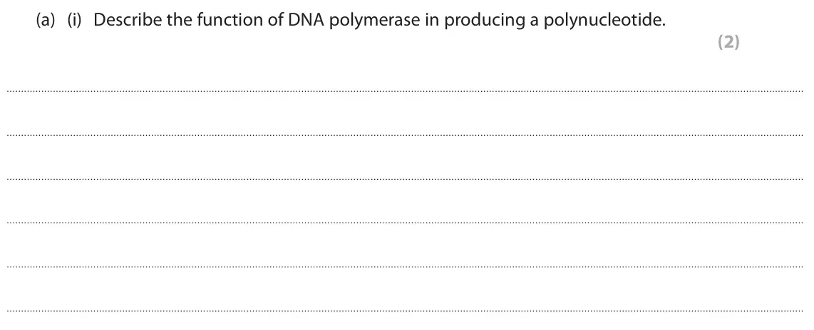 June 2024 AS Paper 1, question 5(a)(i): Describe the function of DNA polymerase in producing a polynucleotide. (2)