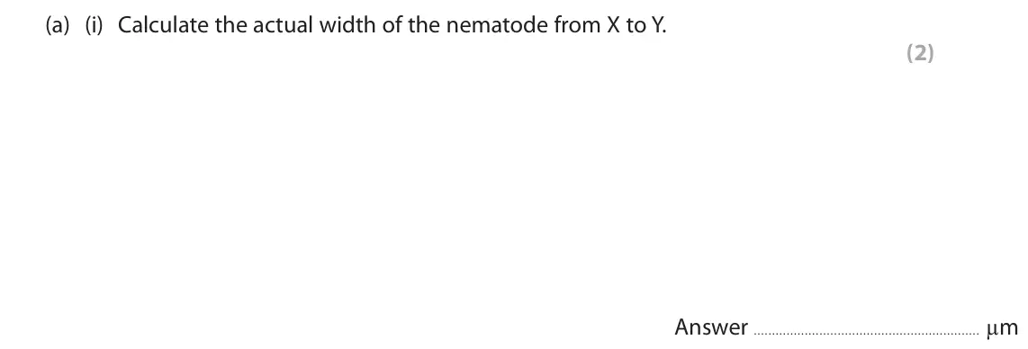 June 2024 AS Paper 1, question 8(a)(i): Calculate the actual width of the nematode from X to Y. (2) Answer µm