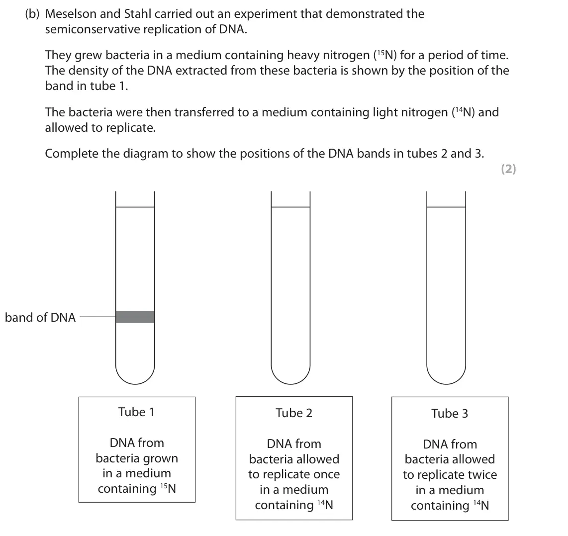 October 2020 AS Paper 1, question 2(b): Meselson and Stahl carried out an experiment that demonstrated the semiconservative replication of DNA. They grew bacteria in a medium containing heavy nitrogen