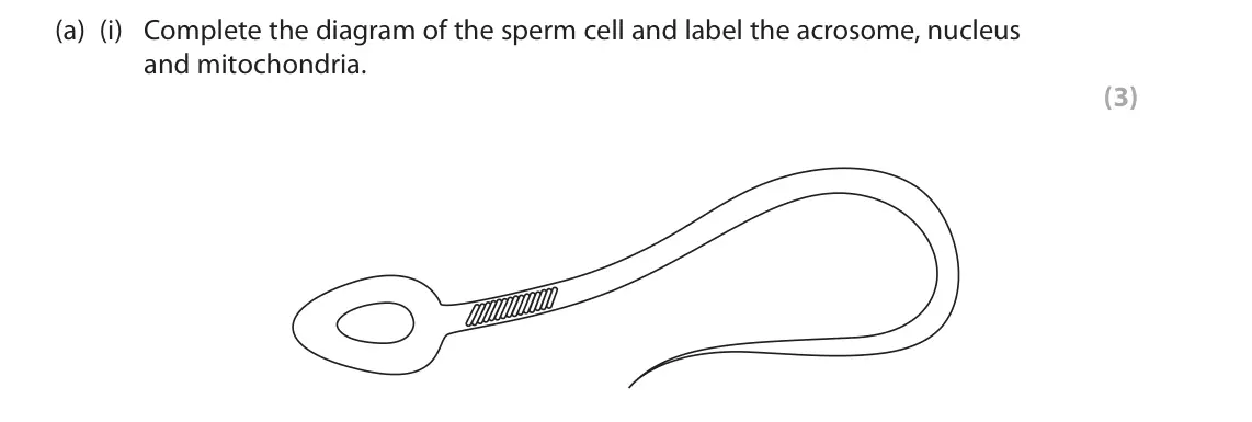 June 2022 AS Paper 2, question 3(a)(i): Complete the diagram of the sperm cell and label the acrosome, nucleus and mitochondria. (3)