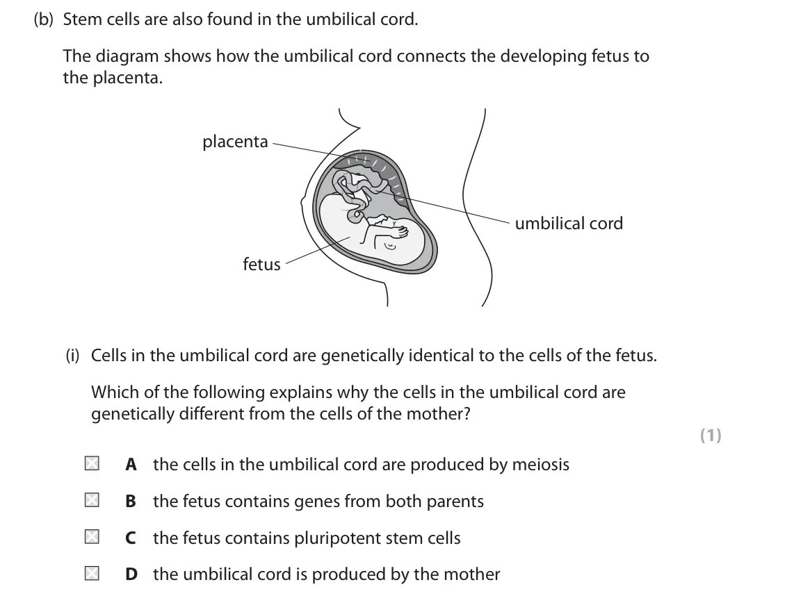 June 2023 AS Paper 2, question 8(b)(i): Cells in the umbilical cord are genetically identical to the cells of the fetus. Which of the following explains why the cells in the umbilical cord are genetic