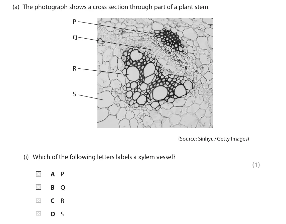 June 2024 AS Paper 2, question 1(a)(i): Which of the following letters labels a xylem vessel? (1) A P B Q C R D S