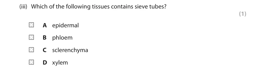 June 2024 AS Paper 2, question 1(a)(iii): Which of the following tissues contains sieve tubes? (1) A epidermal B phloem C sclerenchyma D xylem