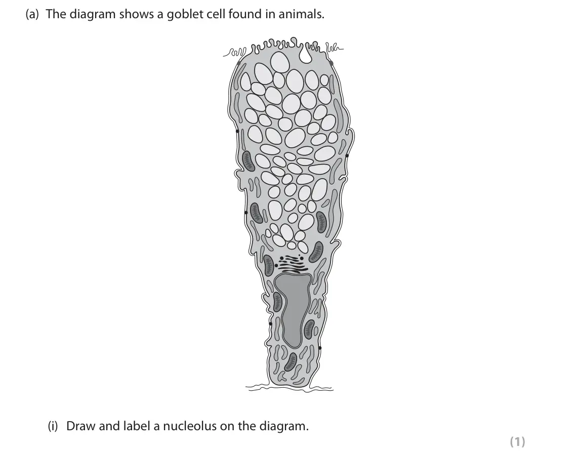 June 2024 AS Paper 2, question 2(a)(i): Draw and label a nucleolus on the diagram. (1)