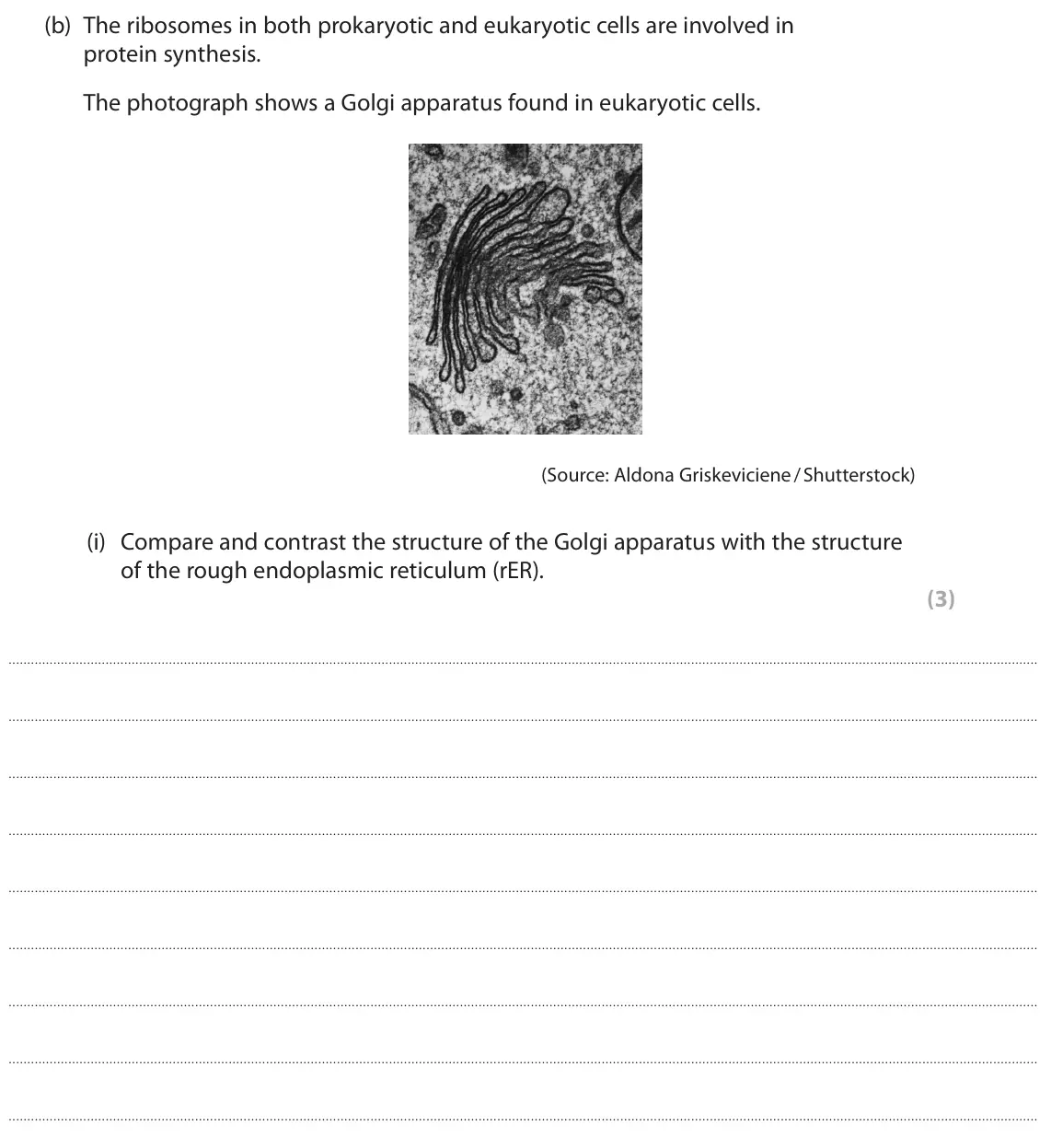 June 2024 AS Paper 2, question 2(b)(i): Compare and contrast the structure of the Golgi apparatus with the structure of the rough endoplasmic reticulum (rER). (3)