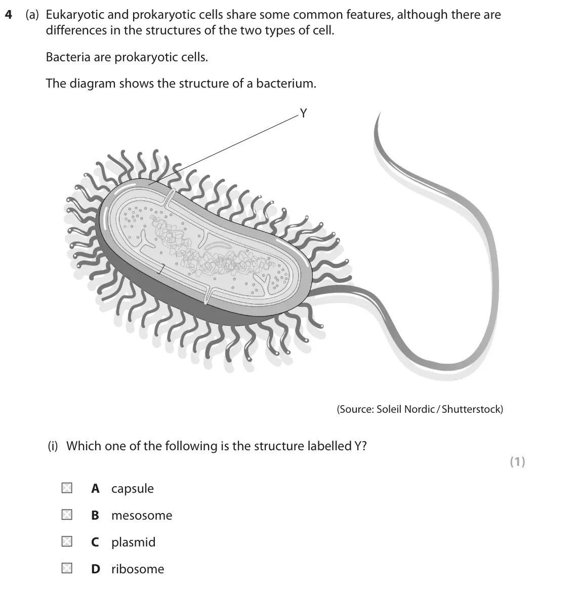 June 2024 AS Paper 2, question 4(a)(i): Which one of the following is the structure labelled Y? (1) A capsule B mesosome C plasmid D ribosome