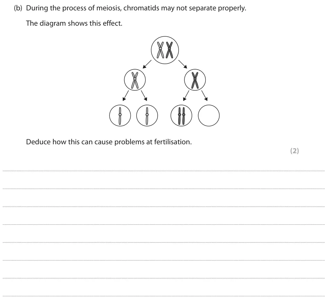 June 2024 AS Paper 2, question 7(b): During the process of meiosis, chromatids may not separate properly. The diagram shows this effect. Deduce how this can cause problems at fertilisation. (2)