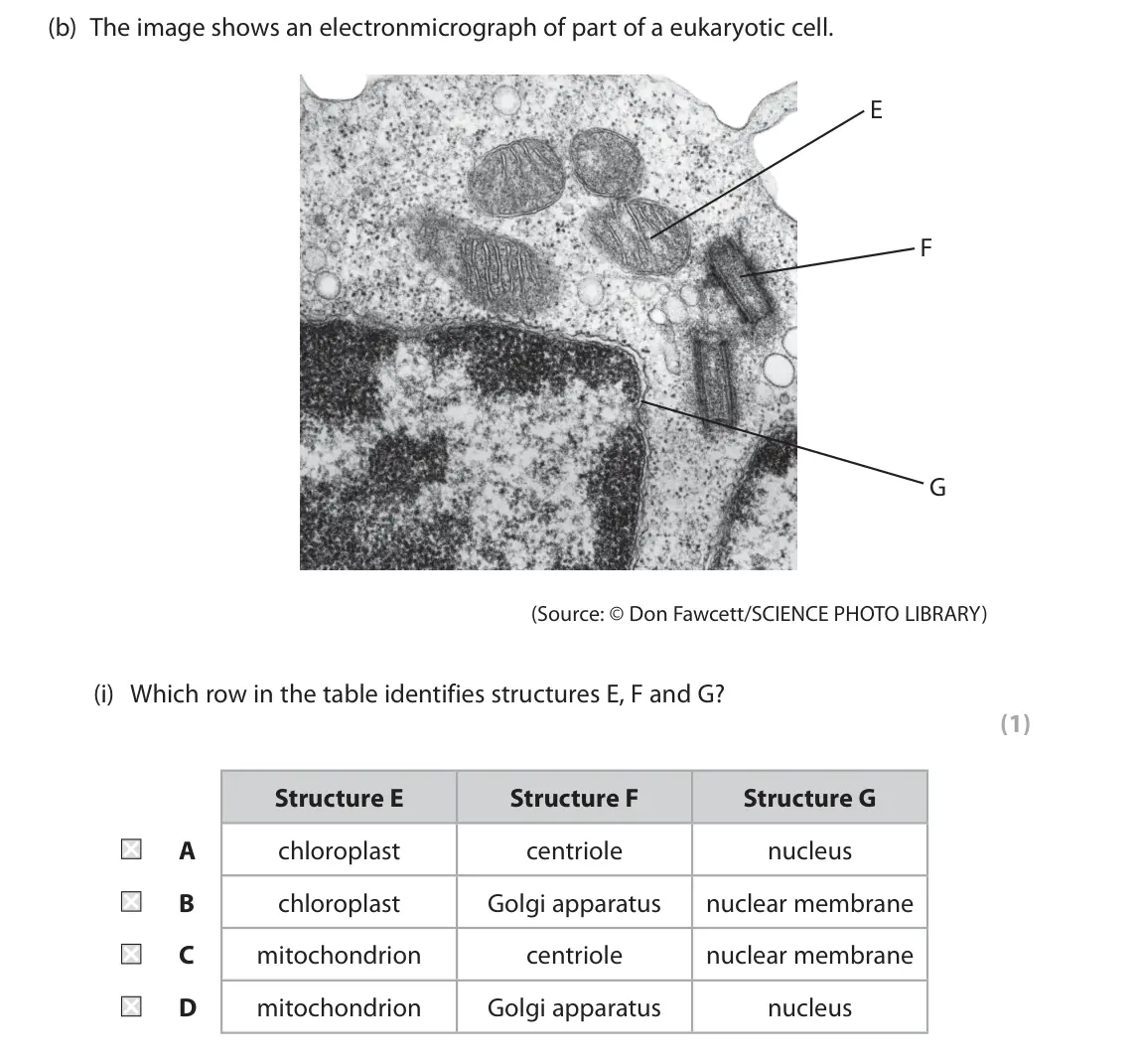 June 2025 AS Paper 2, question 1(b)(i): Which row in the table identifies structures E, F and G? (1) Structure E Structure F Structure G A chloroplast centriole nucleus B chloroplast Golgi apparatus n