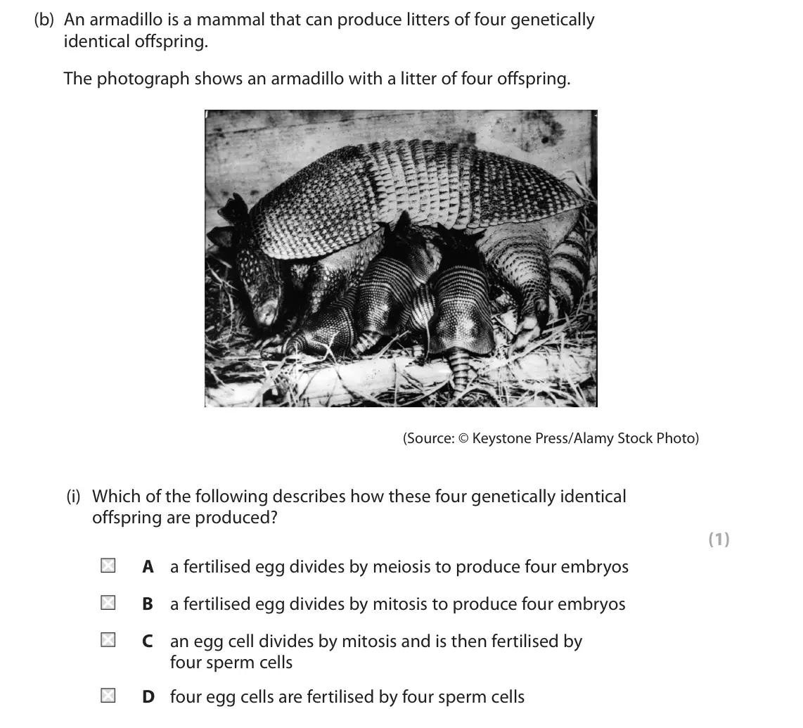June 2025 AS Paper 2, question 6(b)(i): Which of the following describes how these four genetically identical offspring are produced? (1) A a fertilised egg divides by meiosis to produce four embryos 