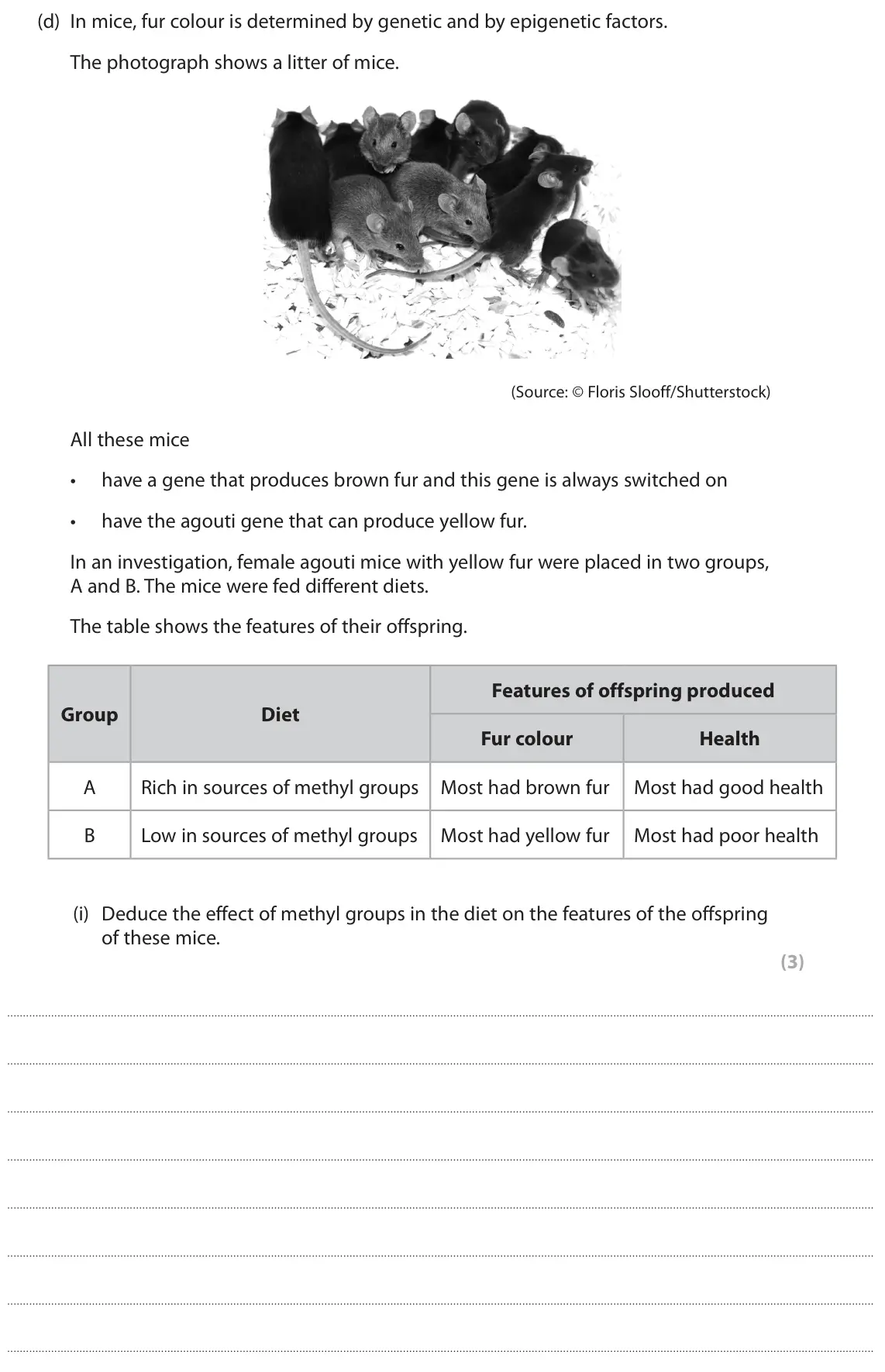 June 2025 AS Paper 2, question 6(d)(i): Deduce the effect of methyl groups in the diet on the features of the offspring of these mice. (3)