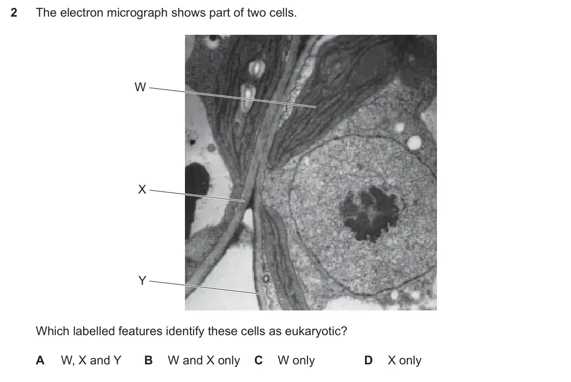 Specimen Paper 1, question 2: The electron micrograph shows part of two cells. W X Y Which labelled features identify these cells as eukaryotic? A W, X and Y B W and X only C W only D X only
