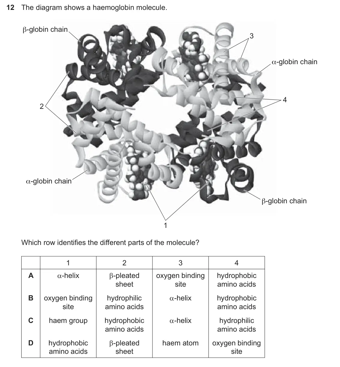 Specimen Paper 1, question 12: The diagram shows a haemoglobin molecule. β-globin chain 3 α-globin chain 4 2 α-globin chain β-globin chain 1 Which row identifies the different parts of the mo