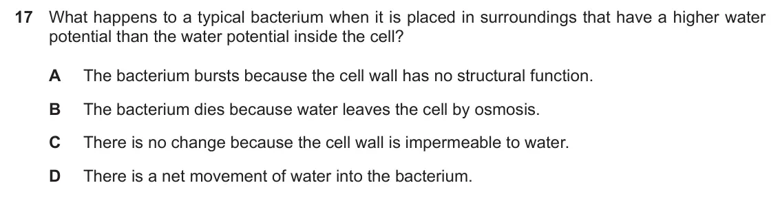 Specimen Paper 1, question 17: What happens to a typical bacterium when it is placed in surroundings that have a higher water potential than the water potential inside the cell? A The bacteri